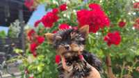 Yorkshire terrier york