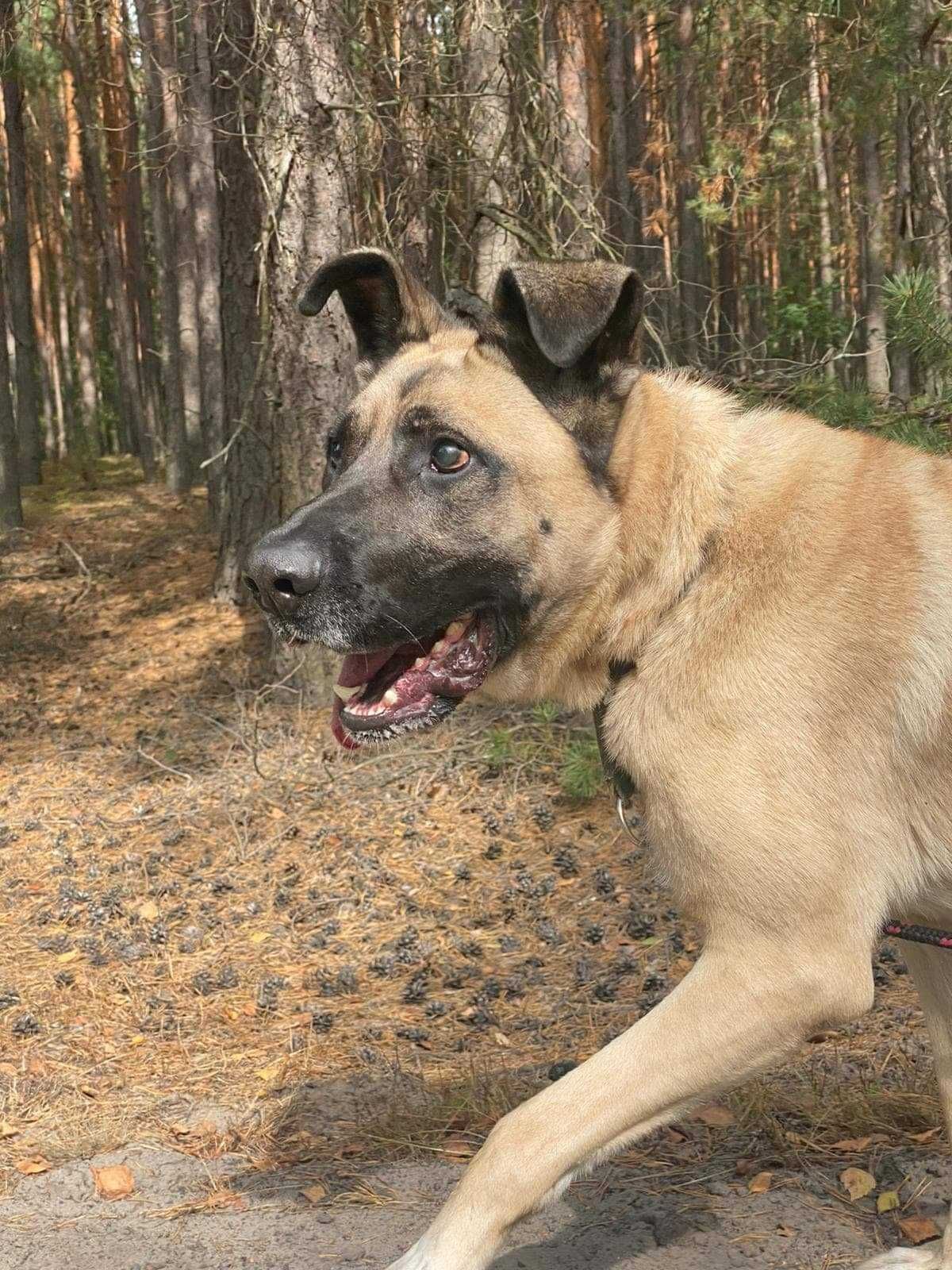 Błagamy o dom dla niewidomego Bena! Uratujmy go
