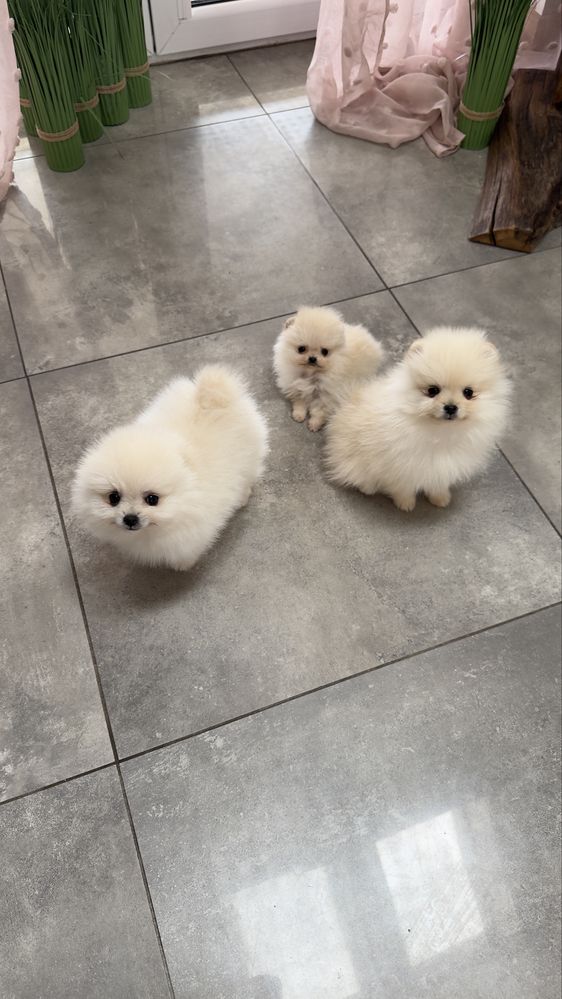 Pomeranian 1 samiec