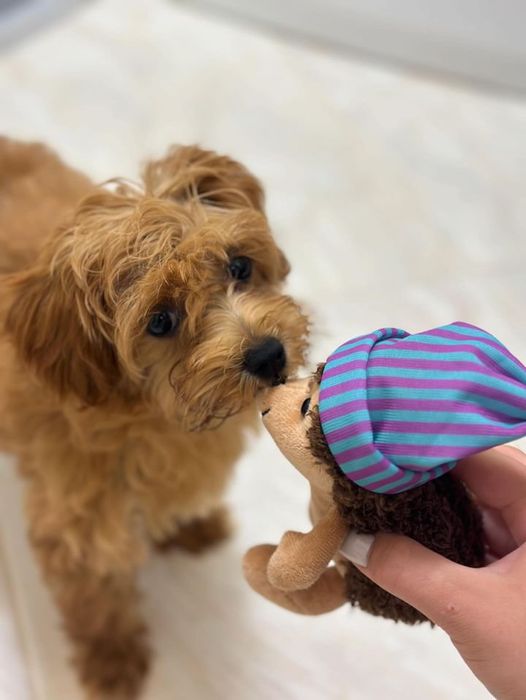 Цуценята мальтіпу продаж. Мальтипу лялькові дітки