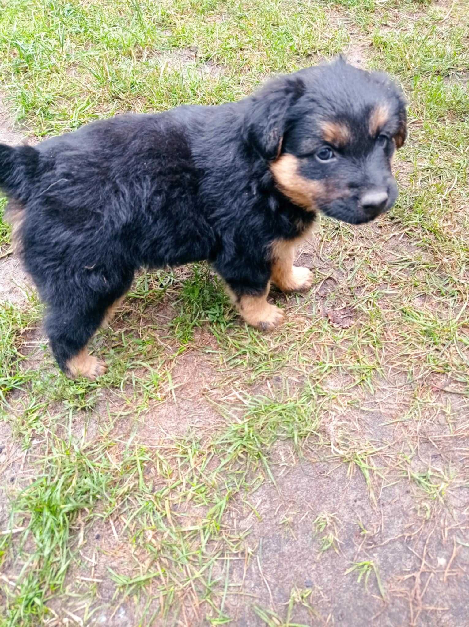 Szczeniaki pieski do adopcji