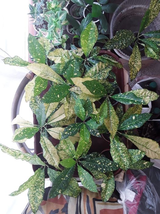 Комнатные цветы продам