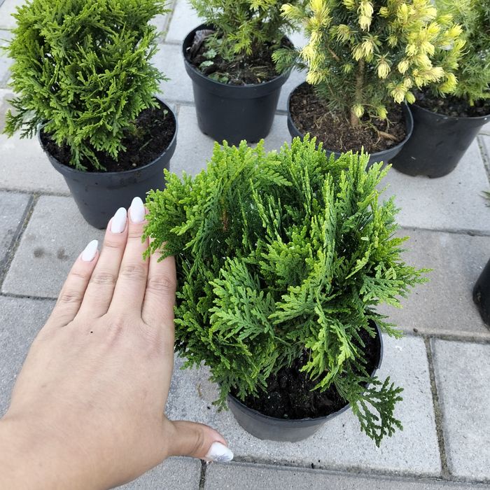 Шаровидна туя Даніка (міріам, Селена,Тінітім,Тедд,боулінг бол)і,)