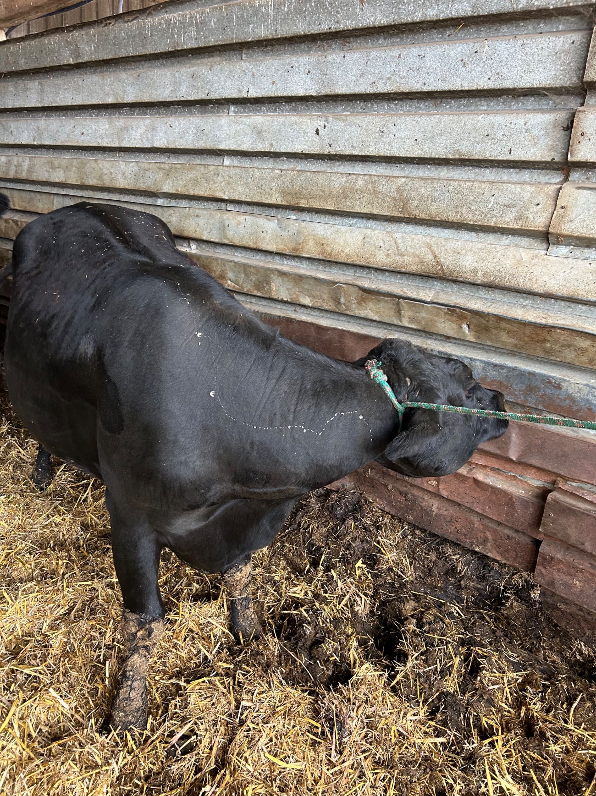 Krowa Angus wysokocielna