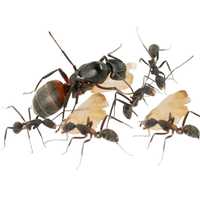 Colônia formigas Camponotus cruentatus+ Formigueiro caseiro