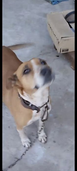 Doa-se esta linda e amorosa cadela