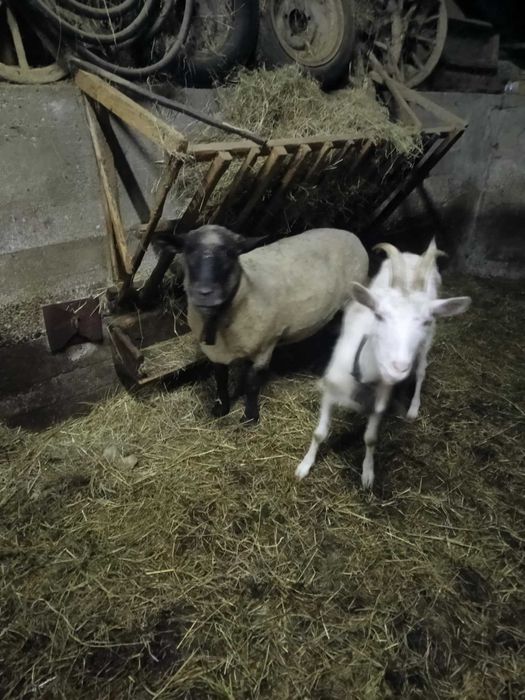 Baran czarnogłówka