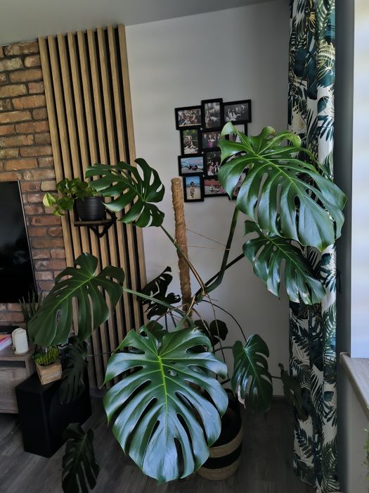 Monstera big form