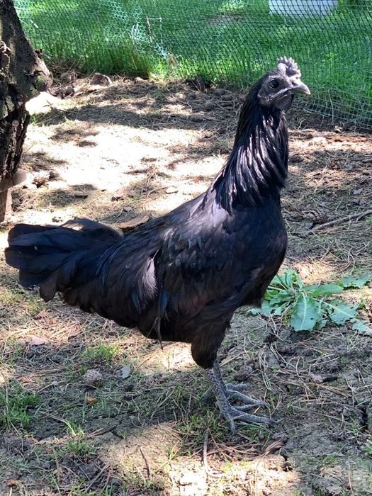Kury i koguty volwerk lakenfelder  ayam cemani oraz silki jedwabiste