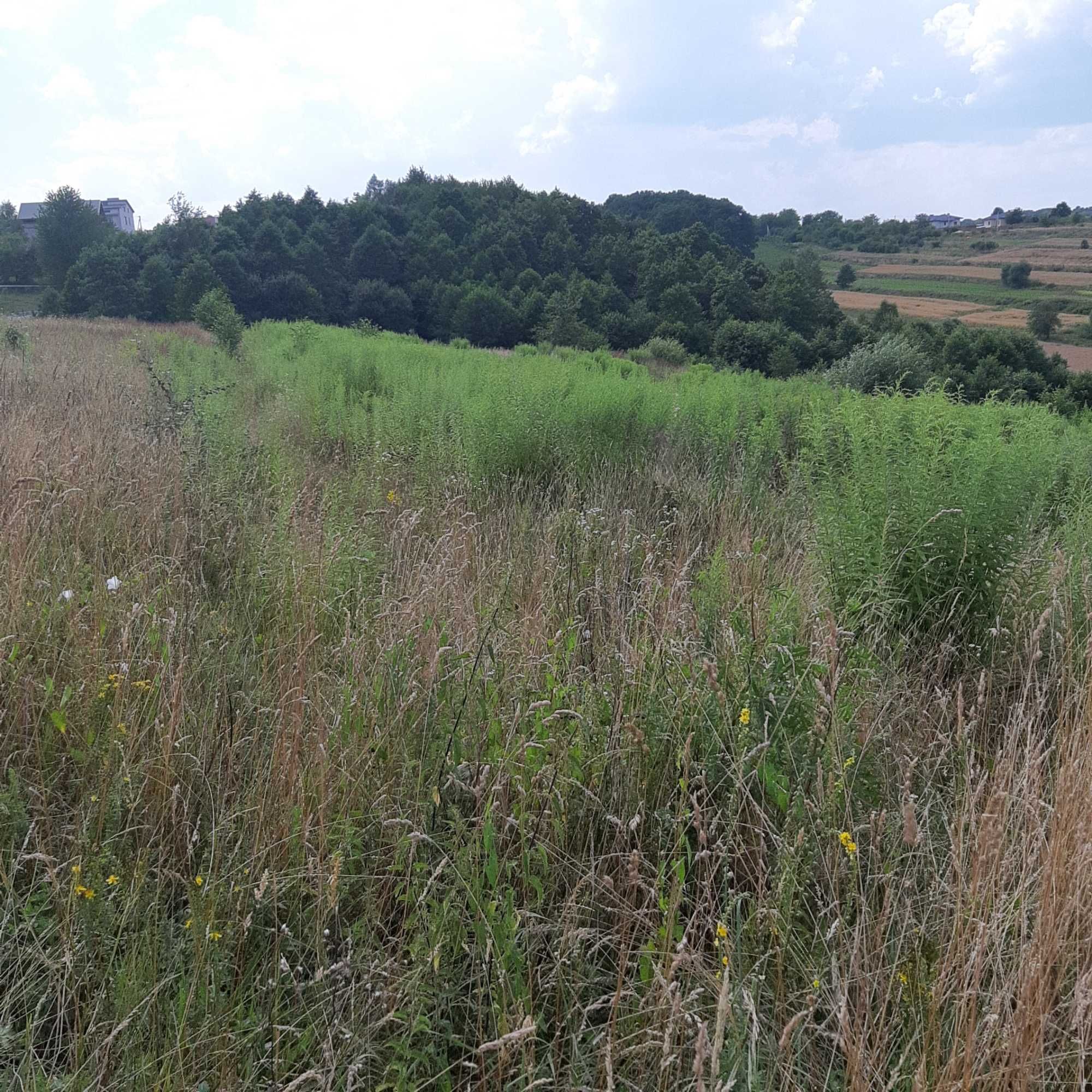 Продаж земельної ділянки, СГ призначення . БІРКИ.