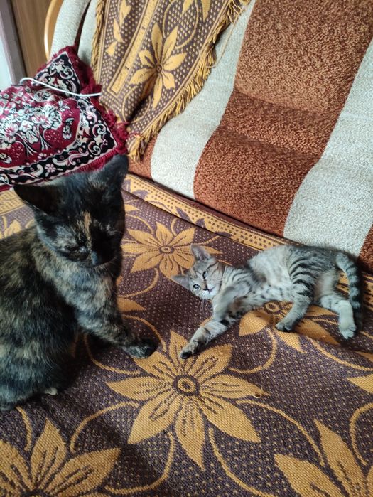 Kota oddam w dobre rece