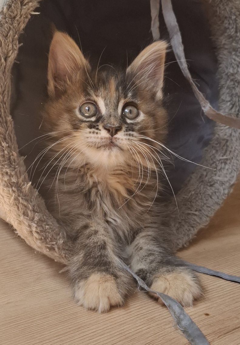 Koteczka Maine Coon