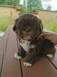 Czekoladowy chłopczyk shiz-tzu