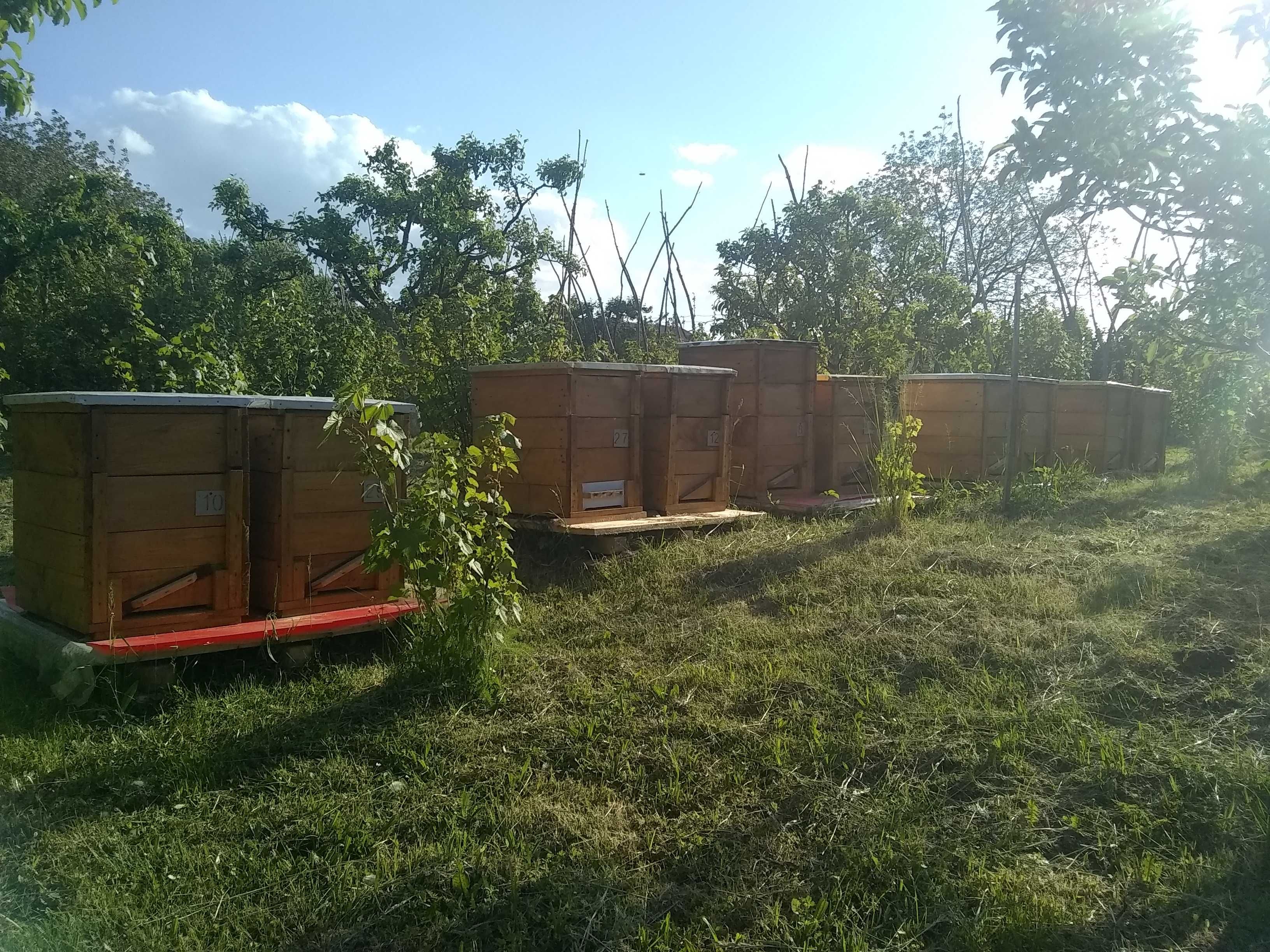 Свічка з бджолиного воску/восковые свечи/свічки з вощини