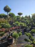 Sosna czarna.Bonsai.Tuje szmaragd.Klon.Katalpa