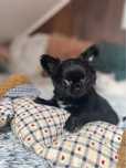Chihuahua długowłosa chłopiec FCI