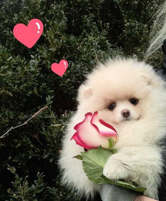 Suczka, typ misia, zadbana, info instagram