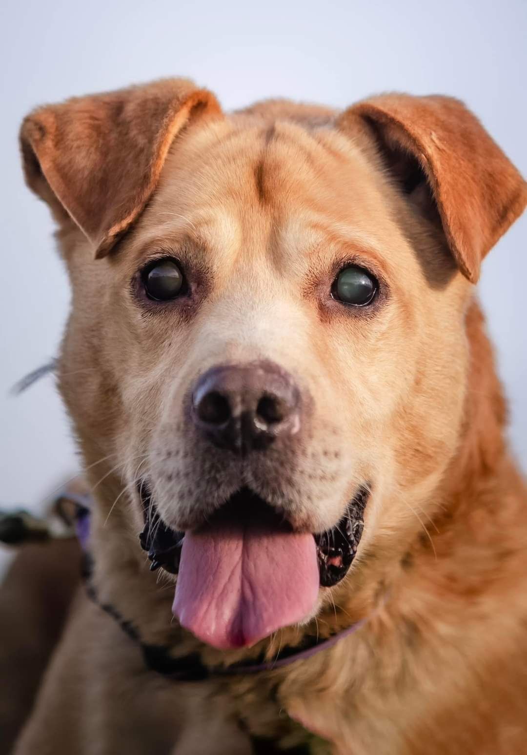 Radosny beżowy psiak w typie labradora szuka domus