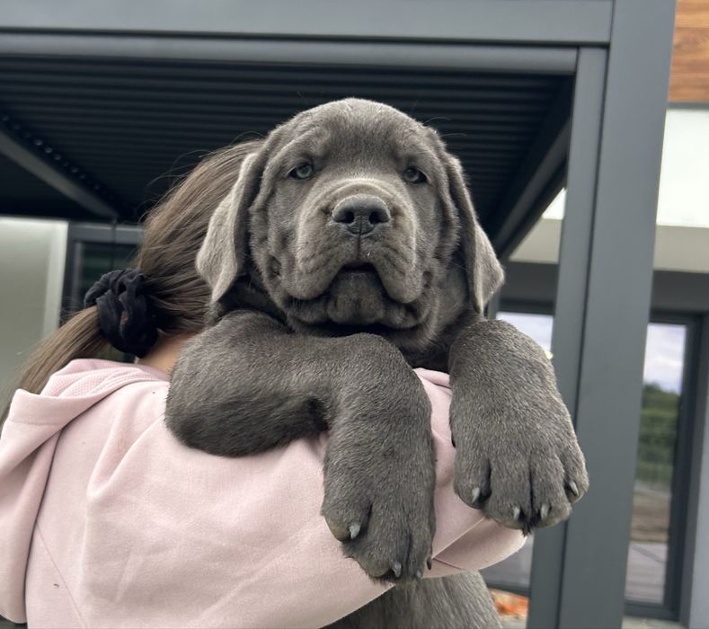 Pies szczeniak Cane Corso