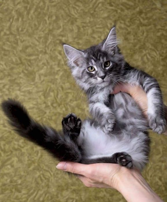 Кошенята на вибир