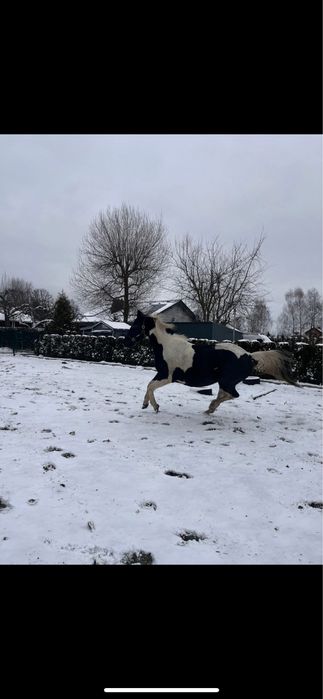 Klacz szuka dobrego domu