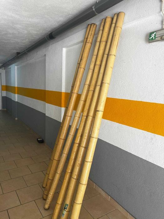6 postes de bambu em ótimo estado (240 cm / 10 cm)