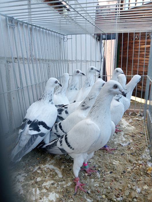 *Jasne żałobne 24i25r 5szt*