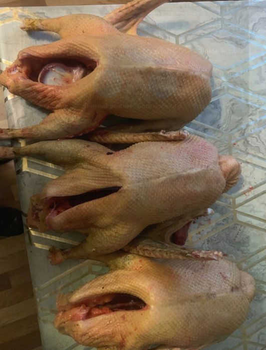Продам мясо молодих гусей