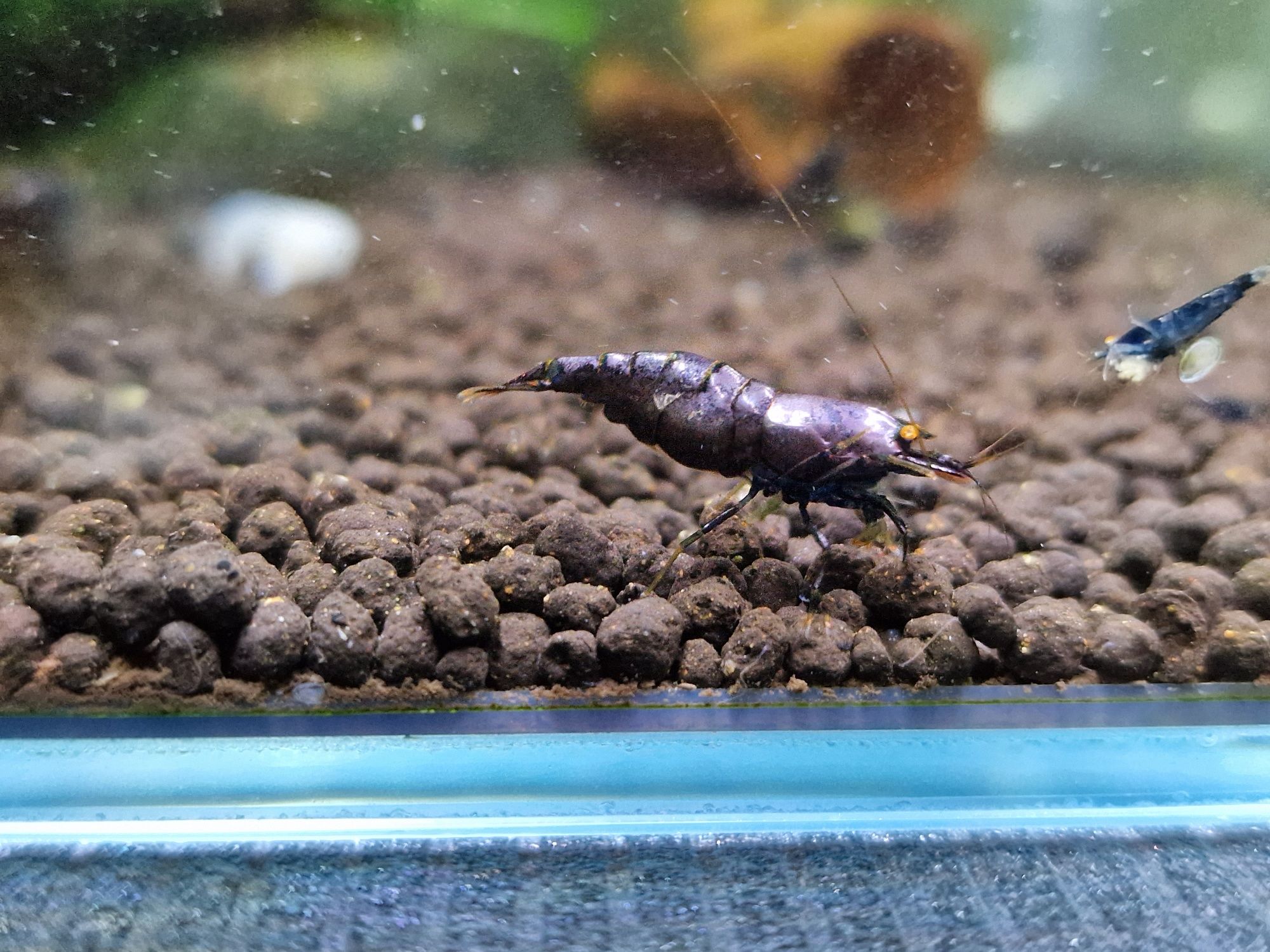 Purple Metallic OE krewetki rzadkie/ shrimps rare