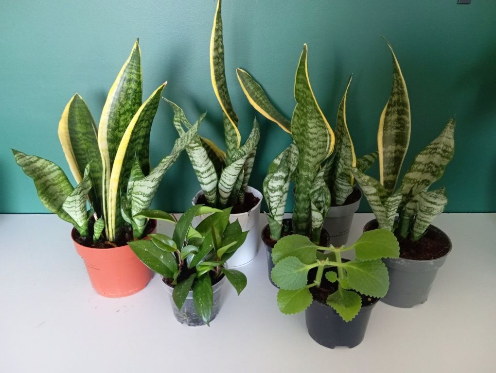 Sansevieria kwiaty