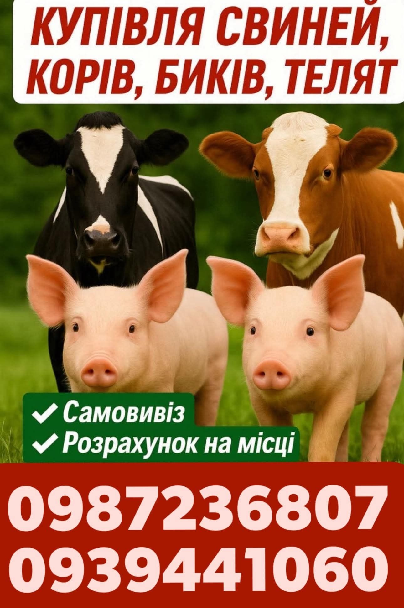 Корм для телят коней