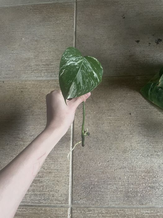 Монстера альба зріз