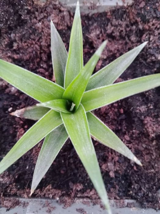 Muda de Ananás de 2025