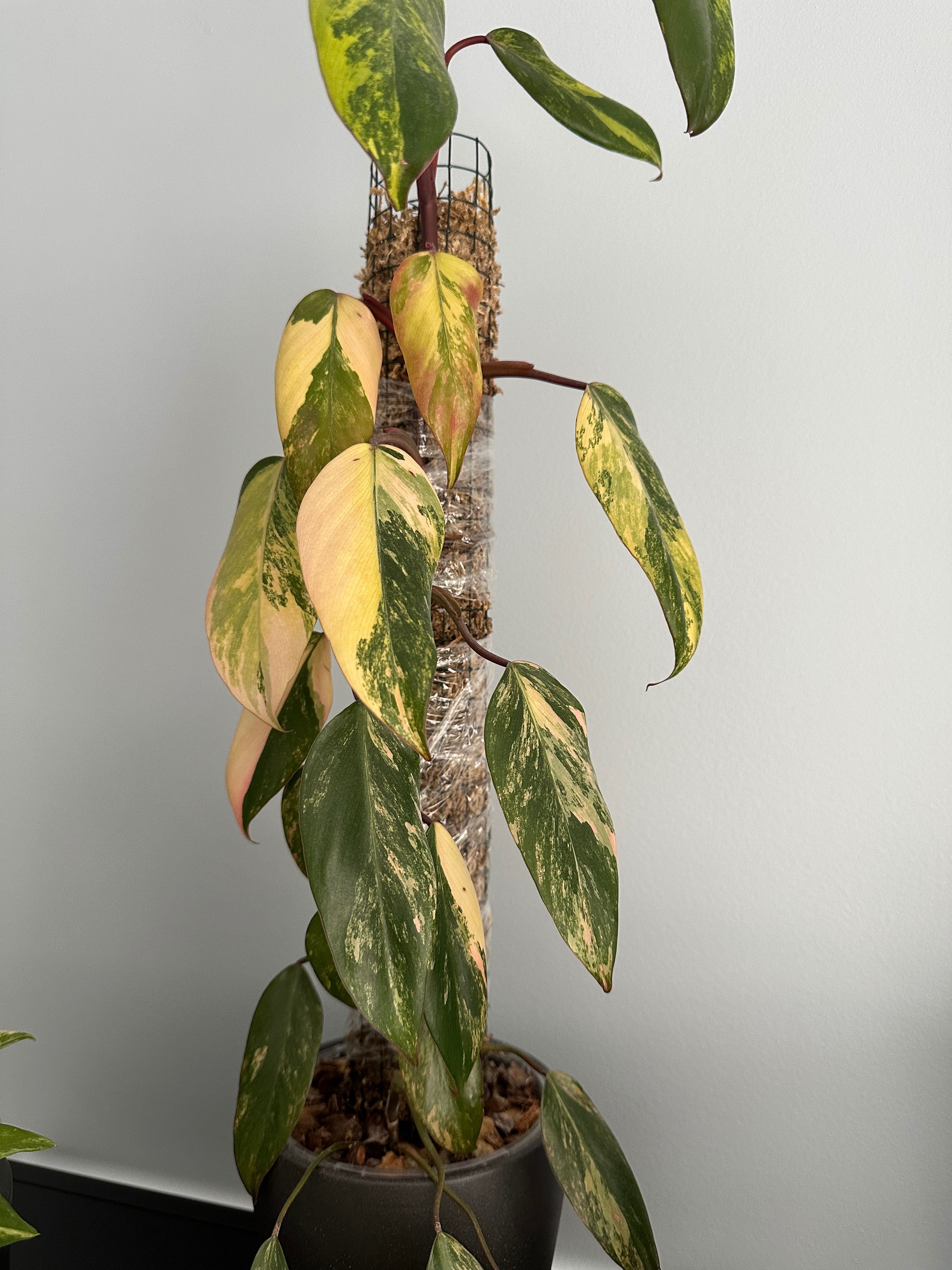 Philodendron Strawberry Shake