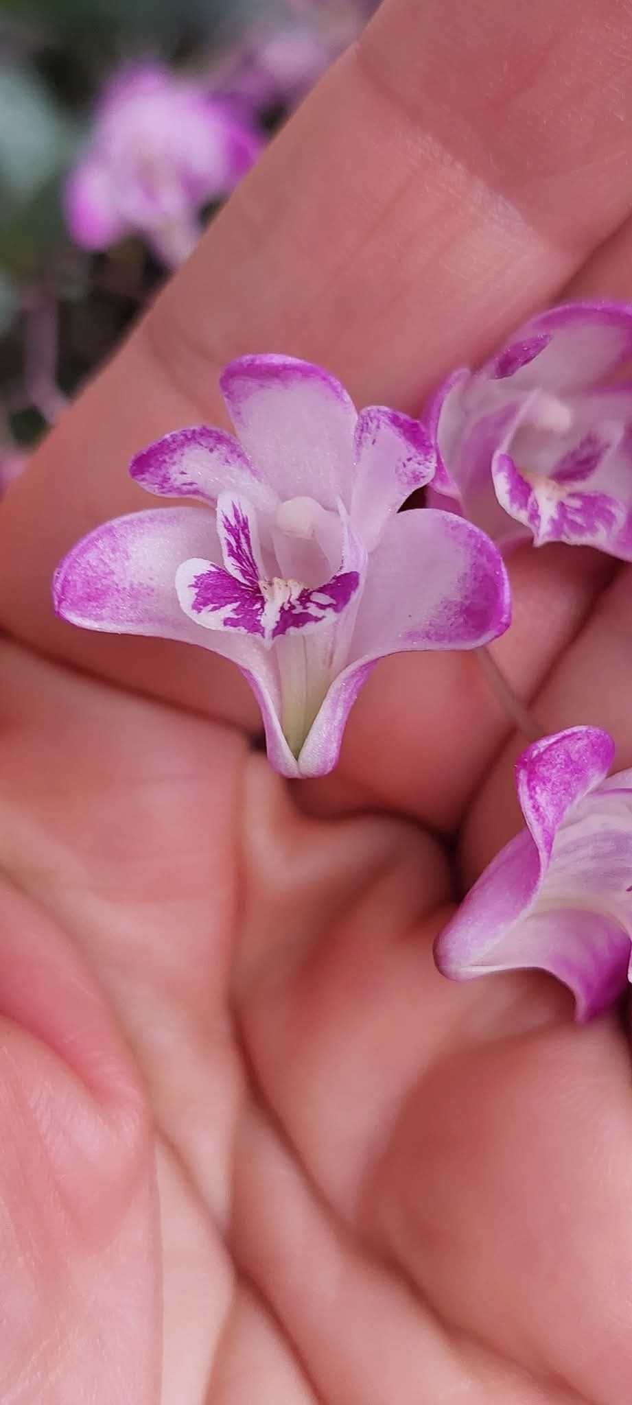 Vendo mudas de  Dendrobium kingianum