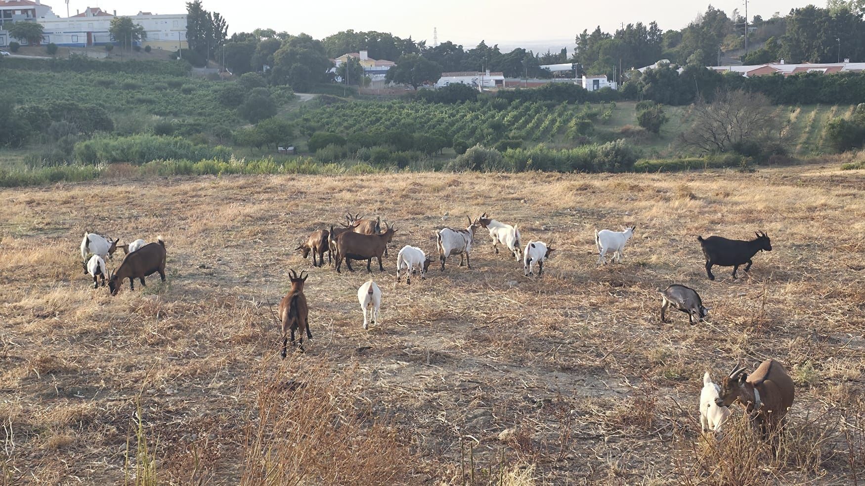Cabras anãs para venda