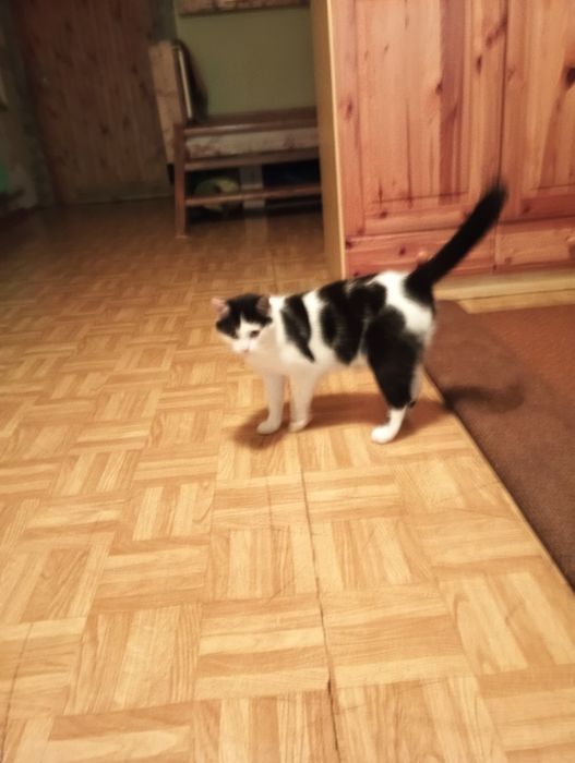 Kot do adopcji Misiek