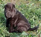 Sharpei Bebé Fêmea