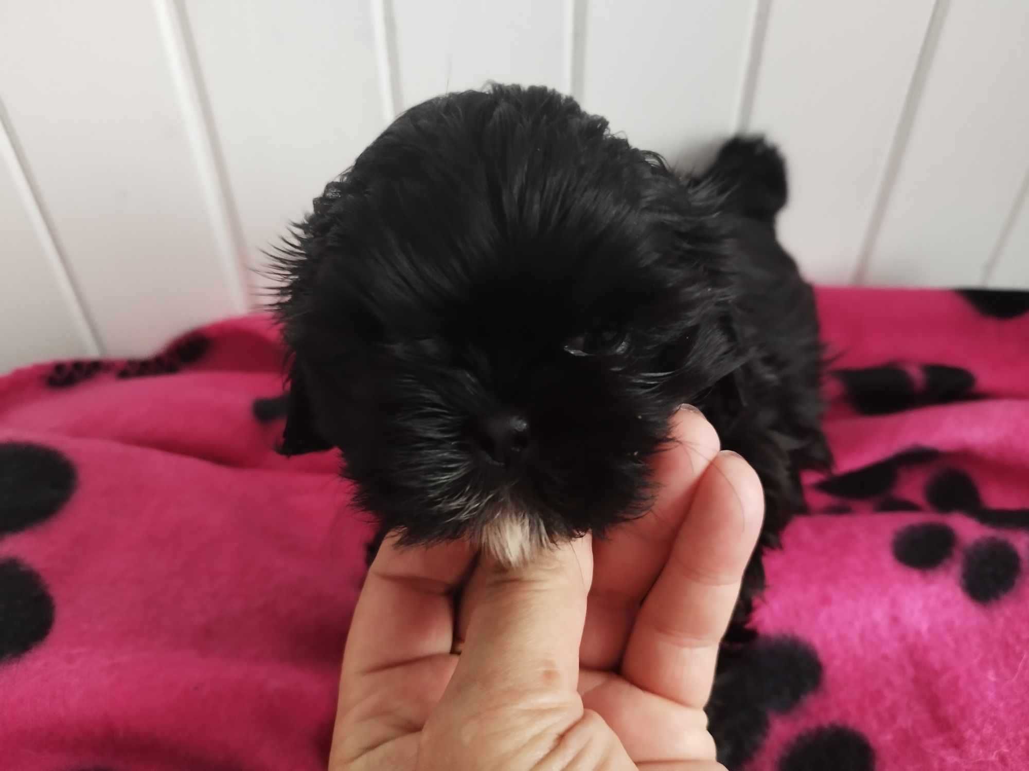 *** Shih Tzu Prześliczne Czarne Maluszki Wielkości Yorka ***