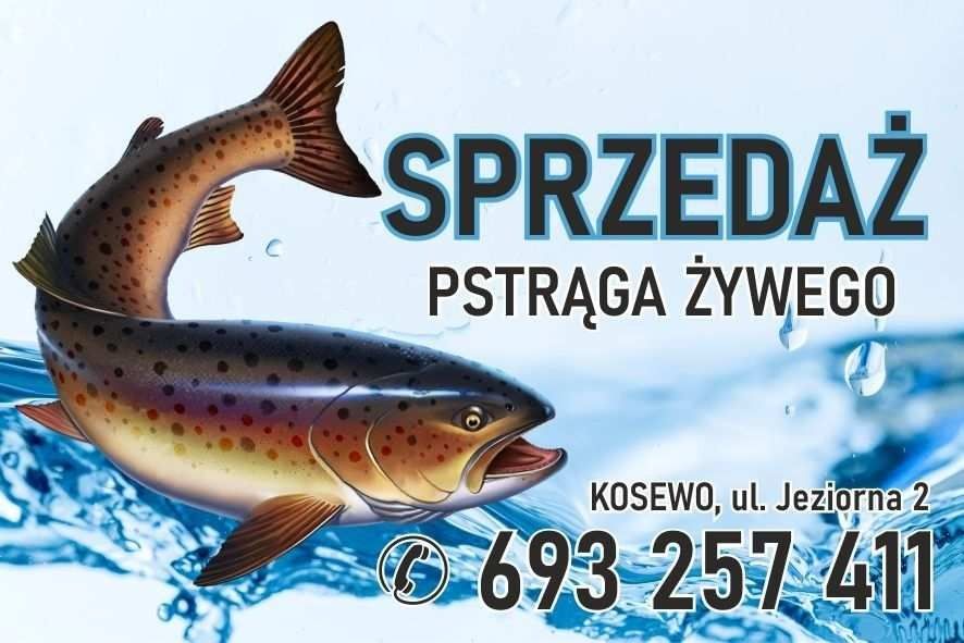 Świeże ryby na sprzedaż