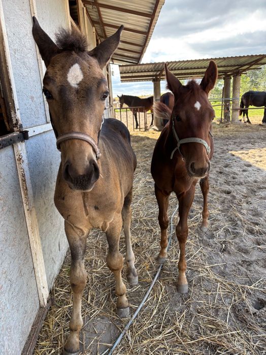 Sprzedam konie klacz, oger, wałach