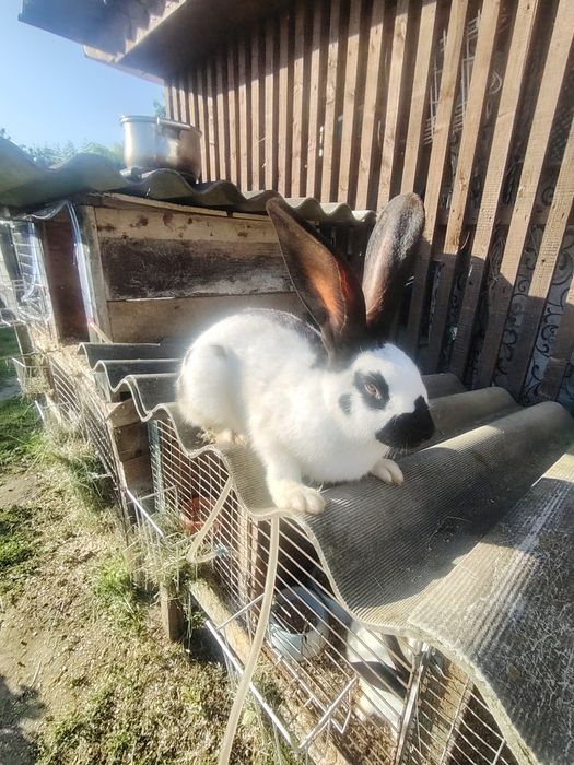 Продам кроликів чисто кровний німецький строкач