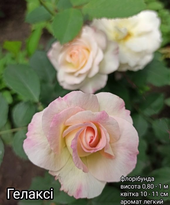 Саджанці троянд Саженцы роз