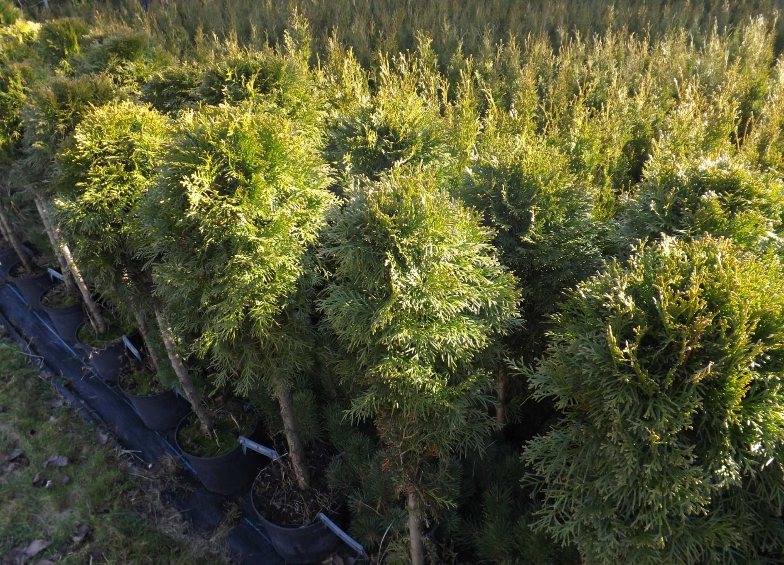 Tuja Szmaragd thuja smaragd na żywopłot 150-160 cm  TRANSPORT SADZENIE