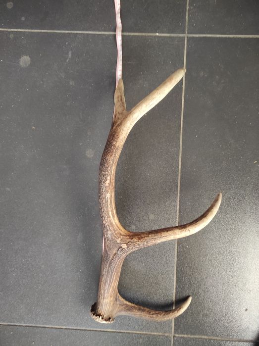 Poroże jelenia nr 6