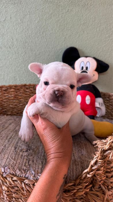 Menino BulldogFrance Creme