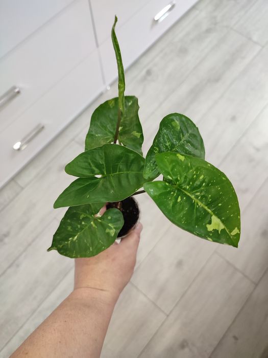 Сингониум Панда, сінгоніум Панда, Syngonium Panda