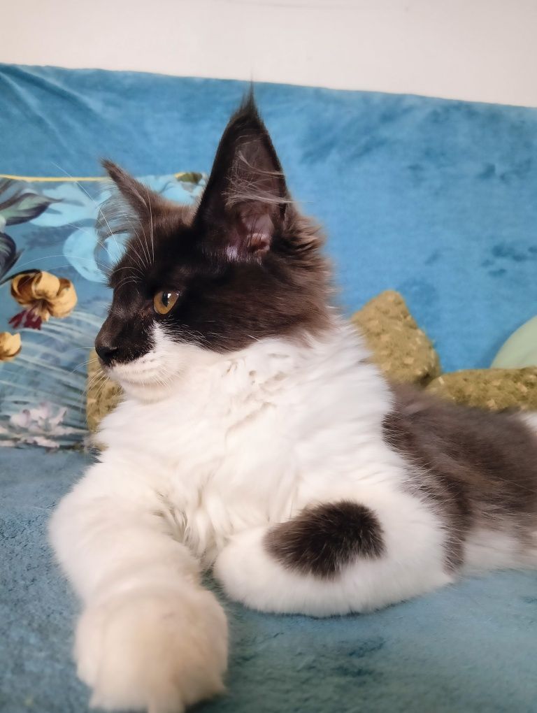 Maine coon dostojna koteczka niebieski solid z białym rodowód FPL