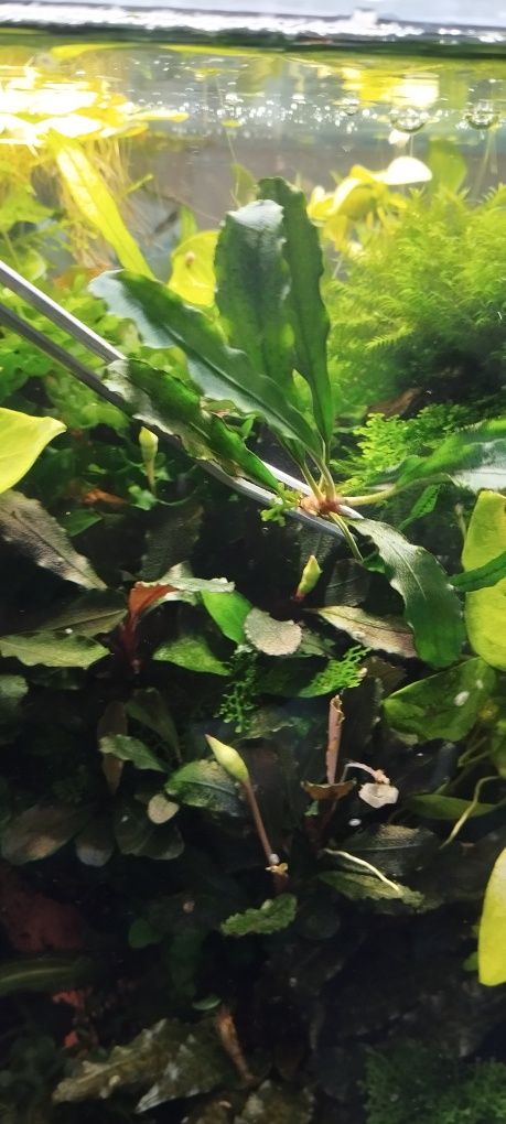 Roślina akwariowa bucephalandra