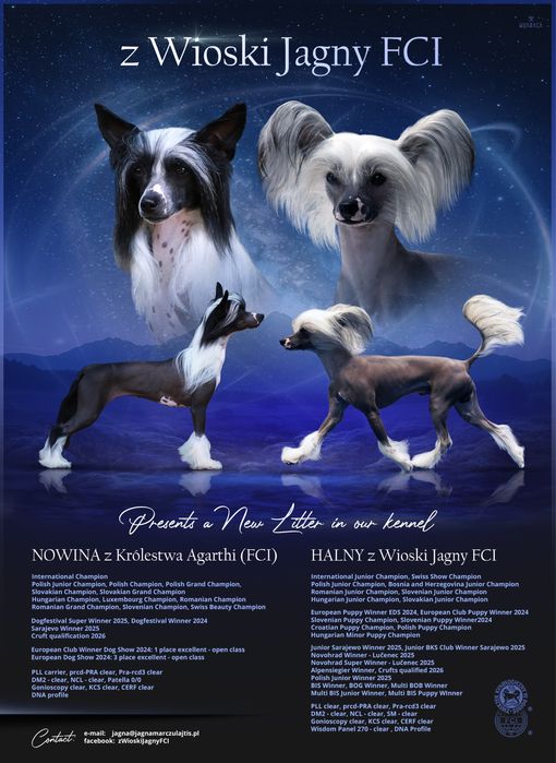 Chiński grzywacz FCI / ZKwP, bezwłosy - suczka